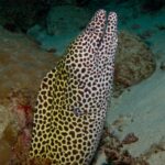 A honeycomb moray, white with brown spots, rises out of its hole with its mouth open, against sand and coral
