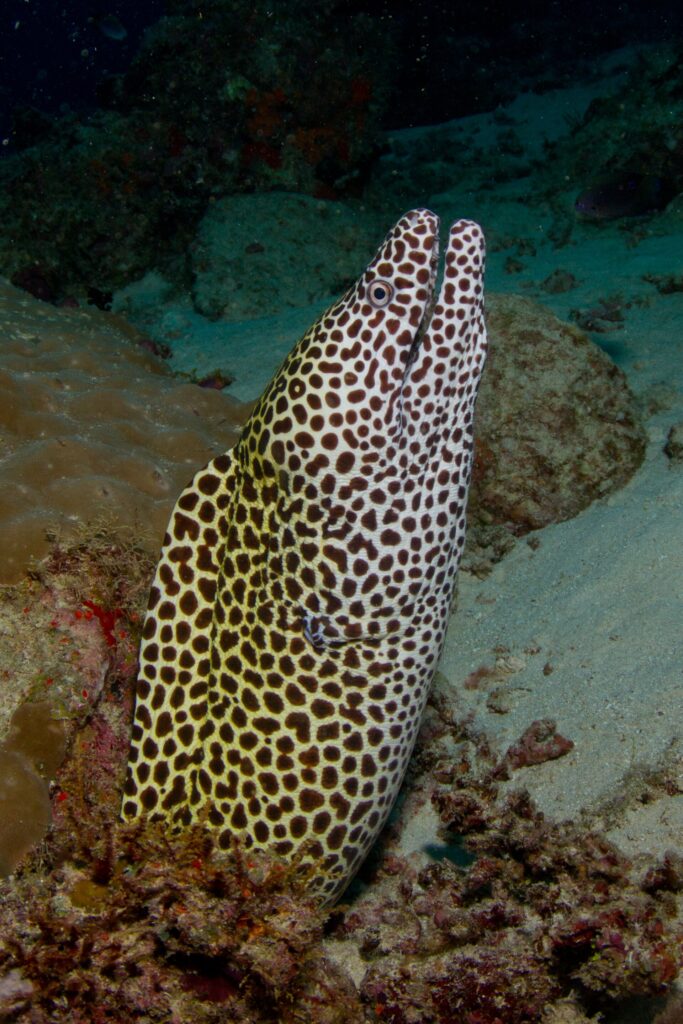 A honeycomb moray, white with brown spots, rises out of its hole with its mouth open, against sand and coral