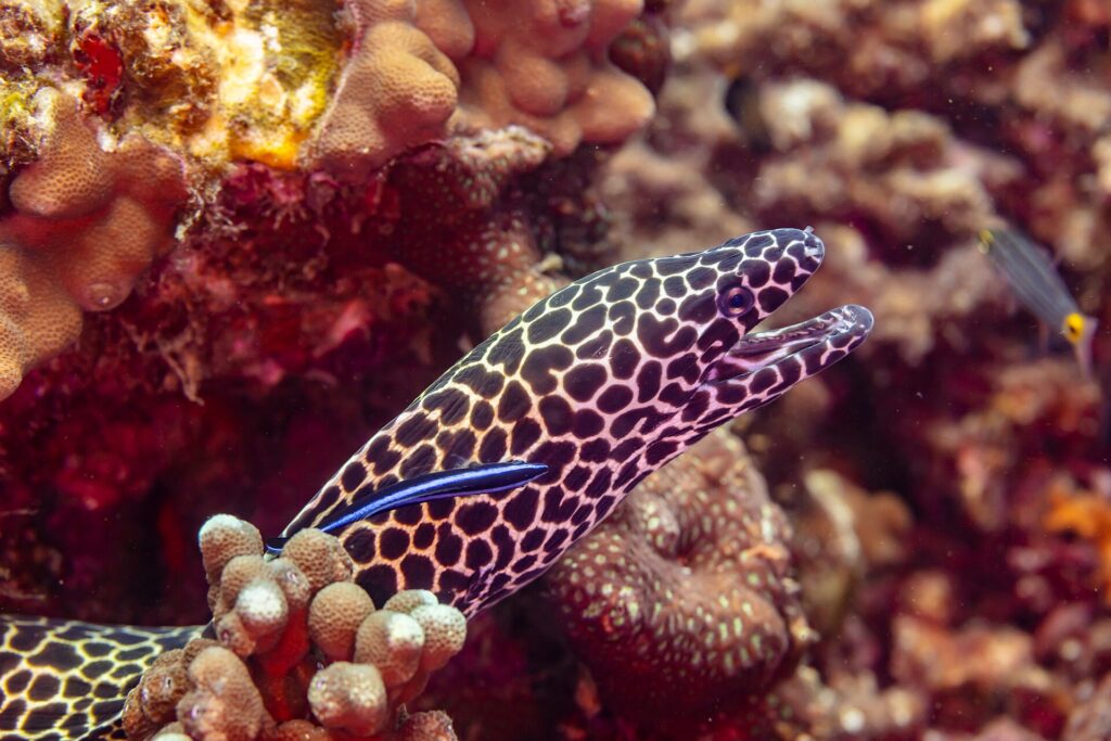 A honeycomb moray with a black and white spotted head, mouth open, out of its hole with a blue cleaner wrasse on its flank, photographed in Oman