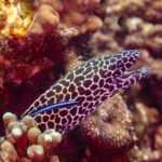 A honeycomb moray with a black and white spotted head, mouth open, out of its hole with a blue cleaner wrasse on its flank, photographed in Oman
