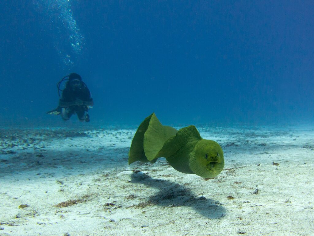 A green moray swimming in open water above the sand, mouth half open, a diver in the background in the blue, in Cozumel