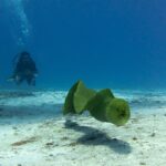 A green moray swimming in open water above the sand, mouth half open, a diver in the background in the blue, in Cozumel
