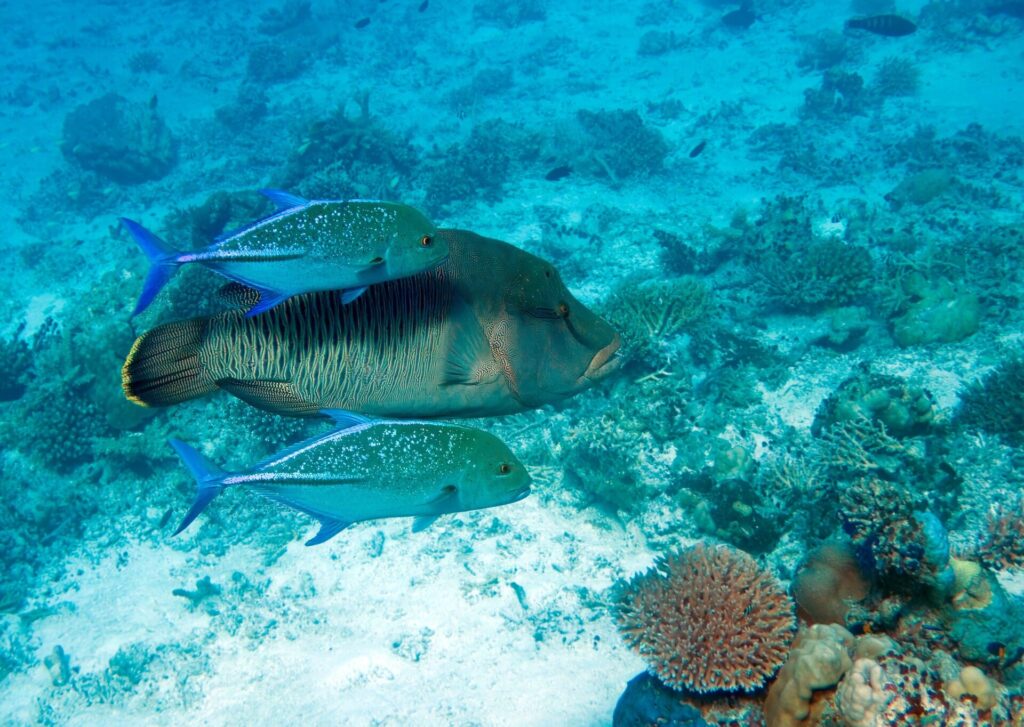 A Napoleon wrasse with finely striped flanks, escorted by two spotted bluefin trevallies, above a pale reef
