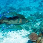 A Napoleon wrasse with finely striped flanks, escorted by two spotted bluefin trevallies, above a pale reef