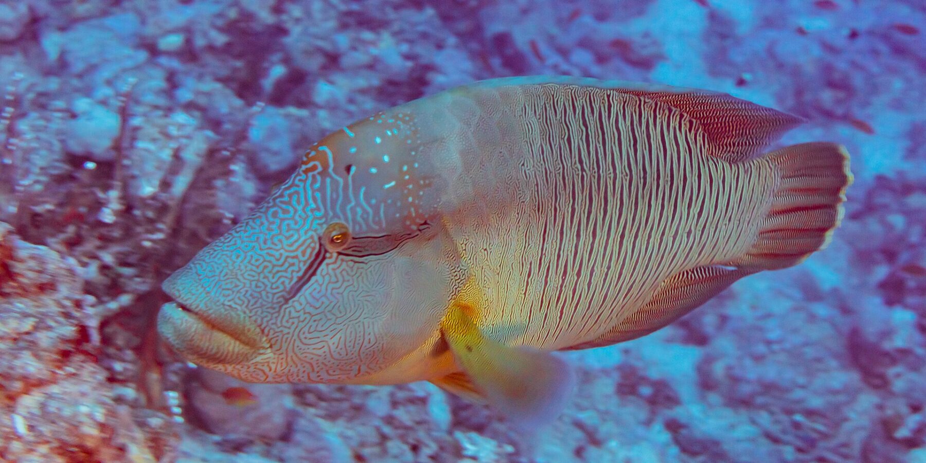 A Napoleon wrasse seen from the side, its head covered in a maze of lines and its flanks striped with fine vertical lines, in front of a reef