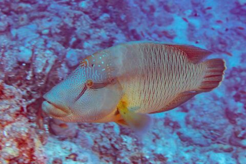 A Napoleon wrasse seen from the side, its head covered in a maze of lines and its flanks striped with fine vertical lines, in front of a reef