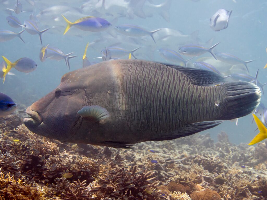 A large Napoleon wrasse in profile above the reef, its forehead hump and thick lips jutting forward, its head marbled with a network of fine lines, fusiliers around it