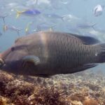 A large Napoleon wrasse in profile above the reef, its forehead hump and thick lips jutting forward, its head marbled with a network of fine lines, fusiliers around it