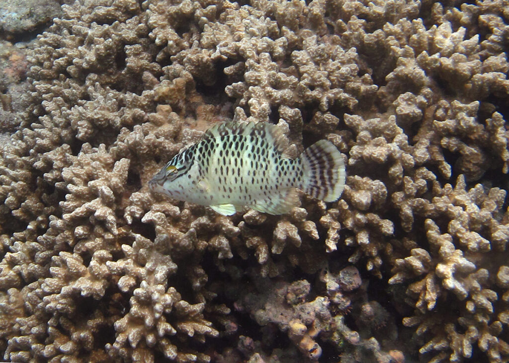 A young Napoleon wrasse above branching coral, its pale body dotted with rows of dark spots, two black lines running from the eye and a dark band across the tail fin