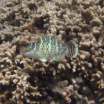 A young Napoleon wrasse above branching coral, its pale body dotted with rows of dark spots, two black lines running from the eye and a dark band across the tail fin