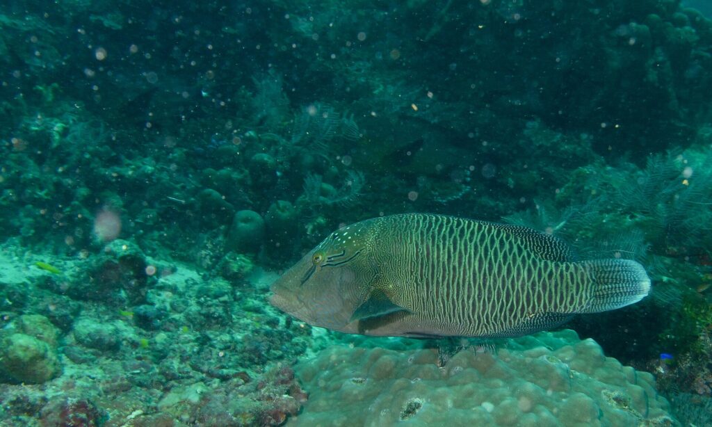 A larger young Napoleon wrasse above a coral head, brownish green, two black lines behind the eye, no hump on the forehead yet and flanks covered in a network of pale lines