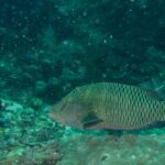 A larger young Napoleon wrasse above a coral head, brownish green, two black lines behind the eye, no hump on the forehead yet and flanks covered in a network of pale lines