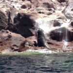 A male California sea lion standing tall on a pink rock at the water's edge, a pup next to him, at Los Islotes