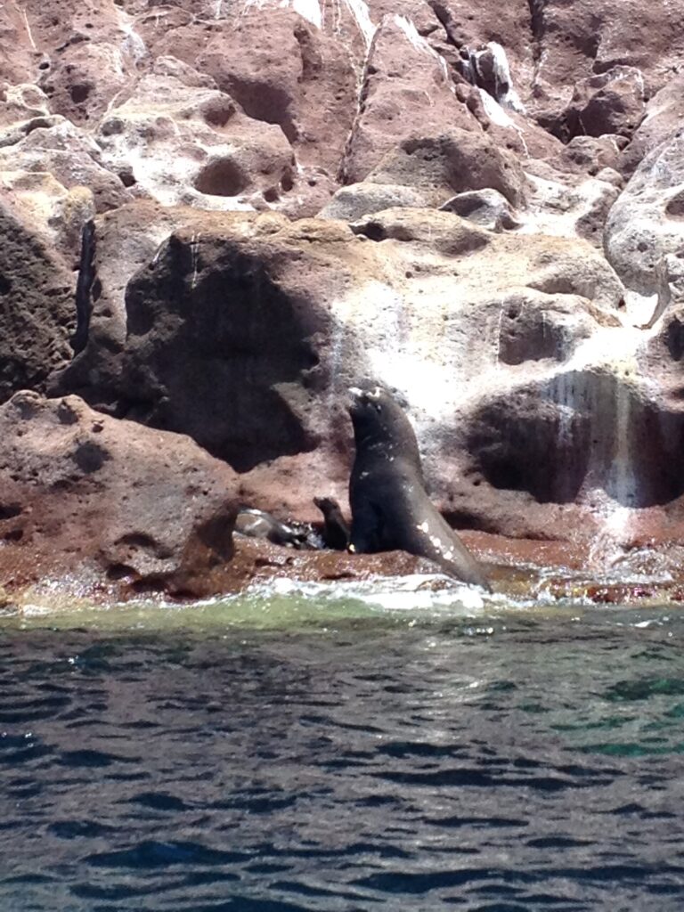 A male California sea lion standing tall on a pink rock at the water's edge, a pup next to him, at Los Islotes