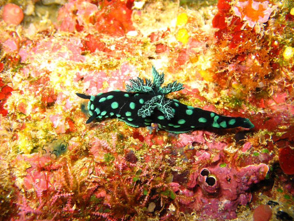 A black nudibranch speckled with turquoise-green spots, its branched gills raised on its back, crawling over a wall carpeted with red, pink and yellow sponges.