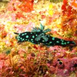 A black nudibranch speckled with turquoise-green spots, its branched gills raised on its back, crawling over a wall carpeted with red, pink and yellow sponges.