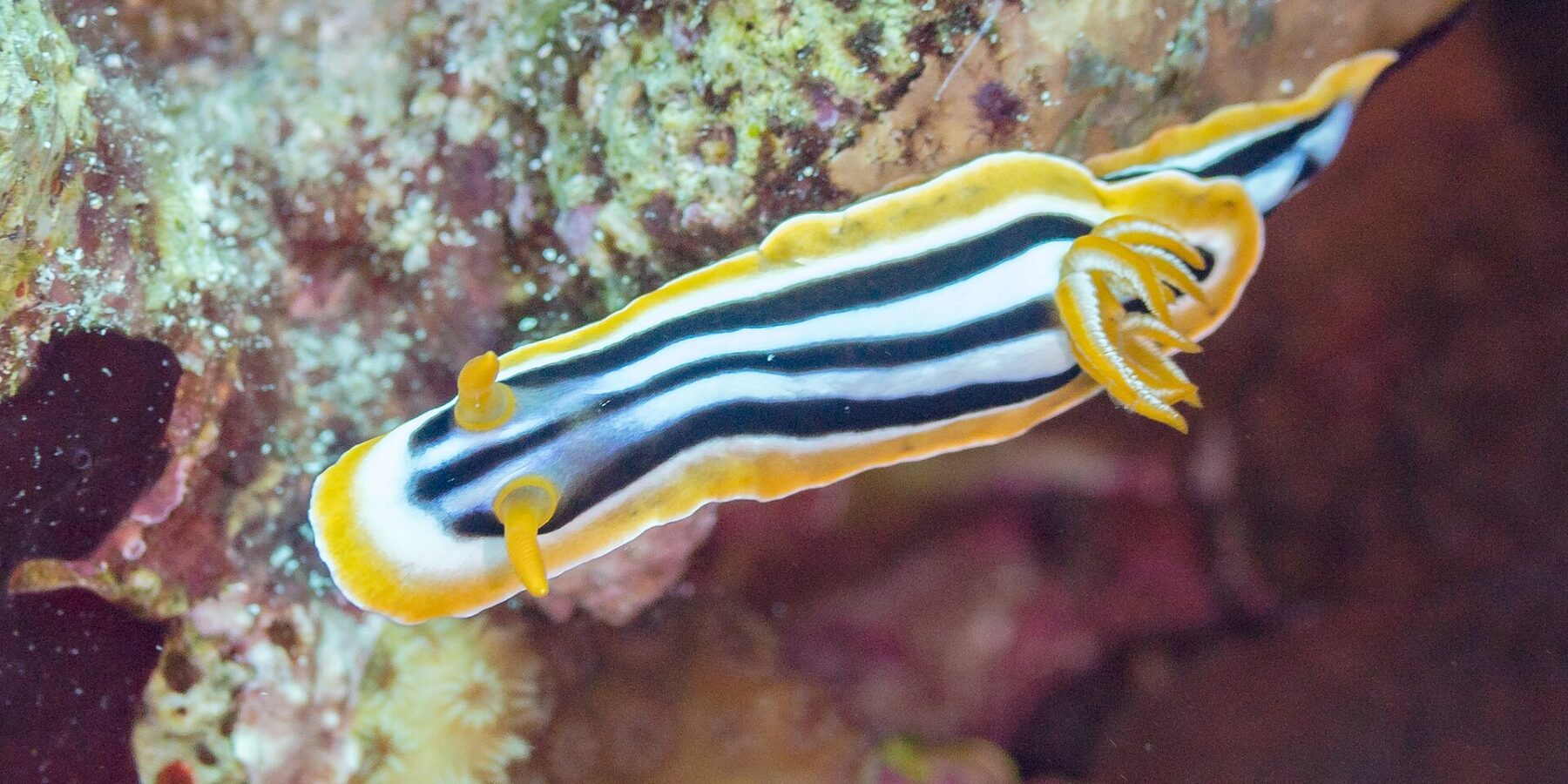 An elongated nudibranch striped black and bluish white, edged in orange, with two orange rhinophores raised at the front and a plume of orange gills at the back, on the reef