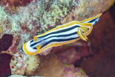 An elongated nudibranch striped black and bluish white, edged in orange, with two orange rhinophores raised at the front and a plume of orange gills at the back, on the reef