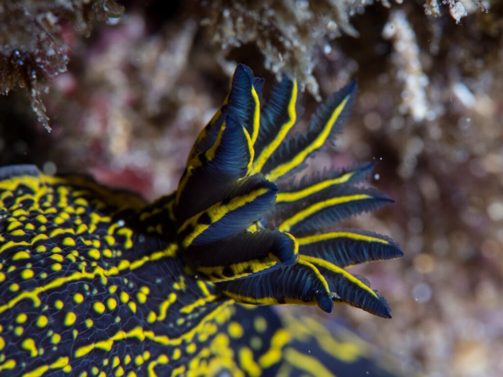 Close-up of the feathery gill plume of a midnight blue nudibranch, each leaf edged in yellow, on a back scattered with yellow dots and lines
