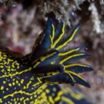 Close-up of the feathery gill plume of a midnight blue nudibranch, each leaf edged in yellow, on a back scattered with yellow dots and lines