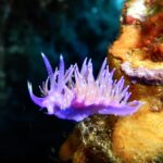 A purple flabellina on an orange sponge, its back bristling with purple cerata with orange cores and white tips, two ringed rhinophores raised on its head