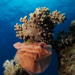 A large salmon-pink nudibranch egg ribbon, ruffled like a collar, coiled at the base of a soft coral below the surface