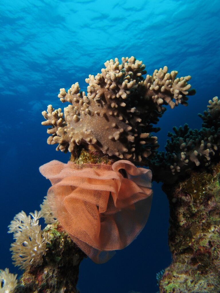 A large salmon-pink nudibranch egg ribbon, ruffled like a collar, coiled at the base of a soft coral below the surface