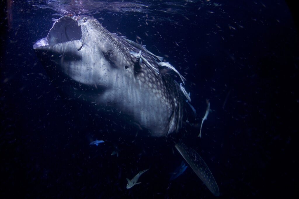 Head-on portrait of a whale shark with its mouth gaping, at night, in black water full of plankton, with remoras stuck to its head