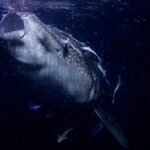 Head-on portrait of a whale shark with its mouth gaping, at night, in black water full of plankton, with remoras stuck to its head