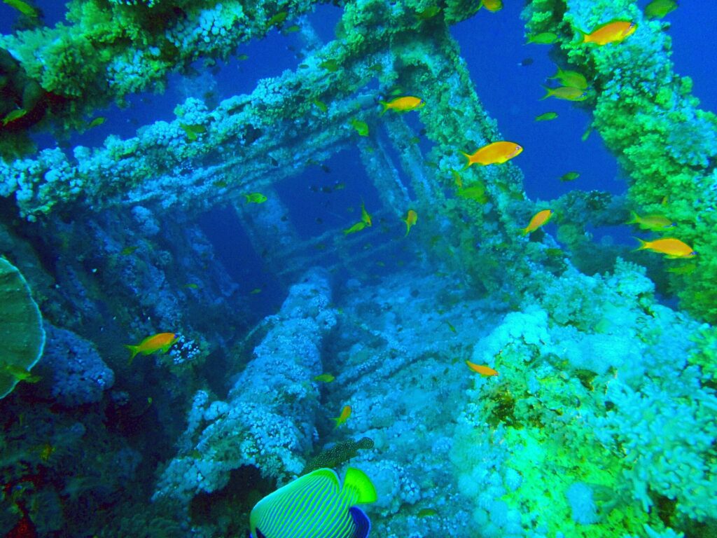 The superstructure of the Numidia covered in soft corals, orange anthias all around and an emperor angelfish in the foreground, in blue-green water