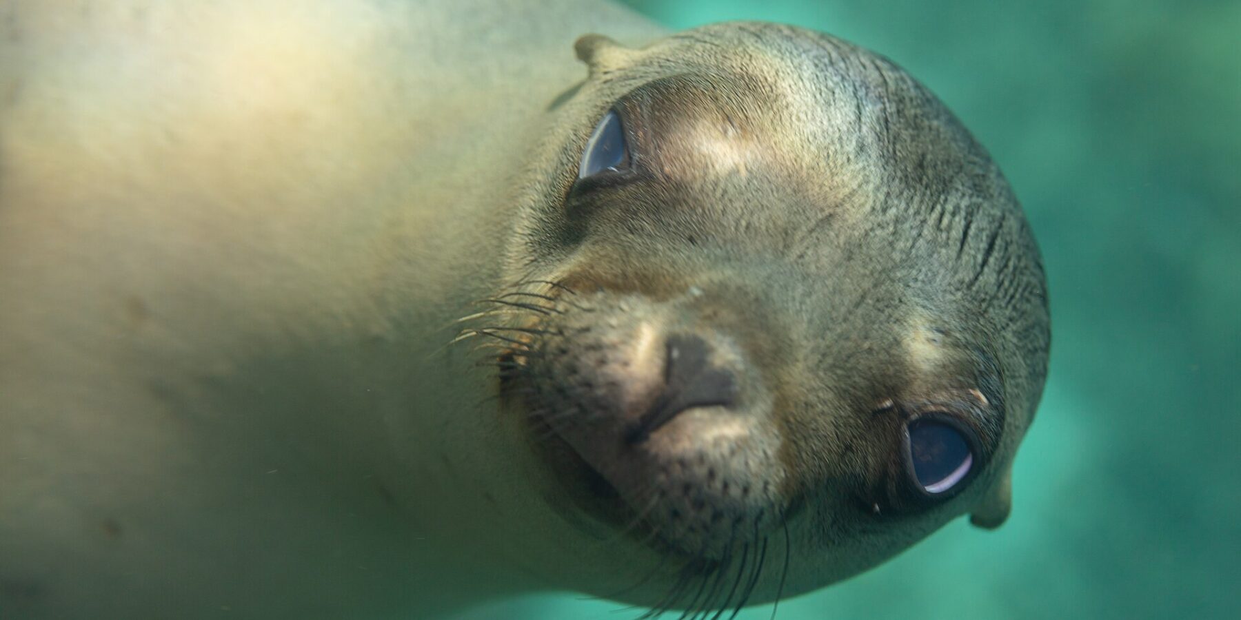 Close-up of the head of a young California sea lion looking at the camera, snout forward, pale whiskers, in turquoise water