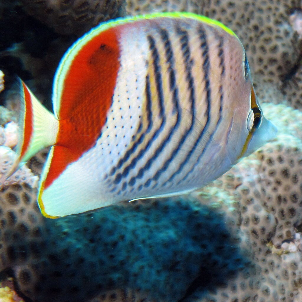 A crown butterflyfish, white with black stripes and a red back, close up in front of a coral