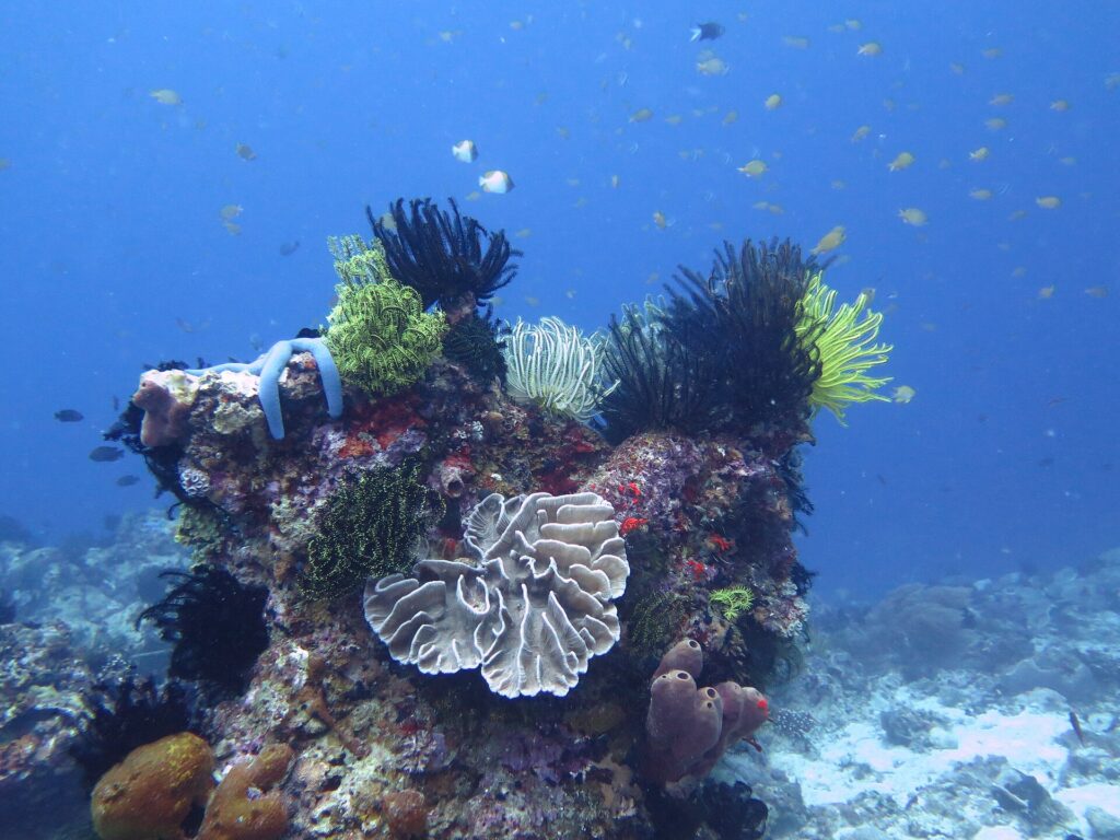 A coral bommie covered in black, yellow and white feather stars, with a blue starfish, a pale foliose coral in the center and mauve tube sponges, under a cloud of small fish in the blue.