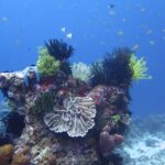 A coral bommie covered in black, yellow and white feather stars, with a blue starfish, a pale foliose coral in the center and mauve tube sponges, under a cloud of small fish in the blue.