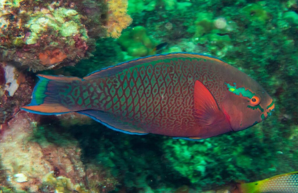 A dusky parrotfish with red scales edged in green, an orange eye and a green patch on the cheek, in front of the greenish wall of Hin Daeng