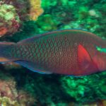 A dusky parrotfish with red scales edged in green, an orange eye and a green patch on the cheek, in front of the greenish wall of Hin Daeng