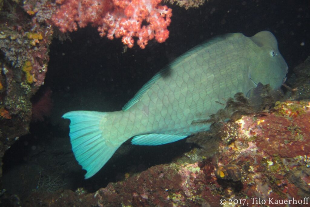 A gray-green bumphead parrotfish asleep under an overhang of the wreck, next to a pink soft coral, lit by a dive light at night
