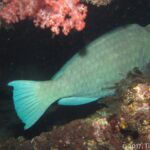 A gray-green bumphead parrotfish asleep under an overhang of the wreck, next to a pink soft coral, lit by a dive light at night