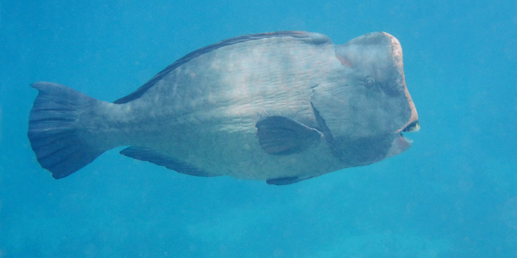An adult bumphead parrotfish in profile in open blue water, its vertical forehead topped with a hump and its white tooth plates visible at the tip of the snout
