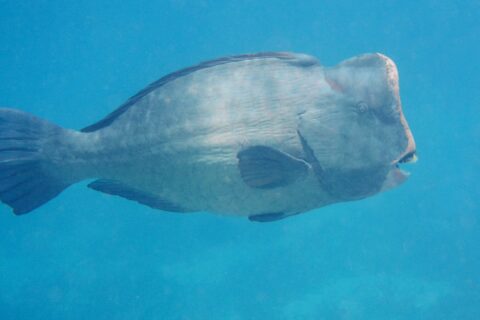 An adult bumphead parrotfish in profile in open blue water, its vertical forehead topped with a hump and its white tooth plates visible at the tip of the snout