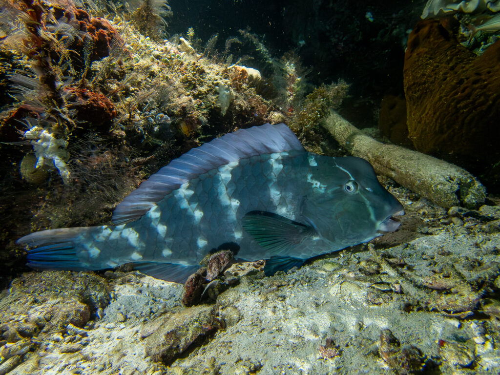 A young bumphead parrotfish lying on the bottom at the foot of a rock, its forehead still without a hump and its blue-green body scattered with vertical rows of white spots