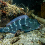 A young bumphead parrotfish lying on the bottom at the foot of a rock, its forehead still without a hump and its blue-green body scattered with vertical rows of white spots