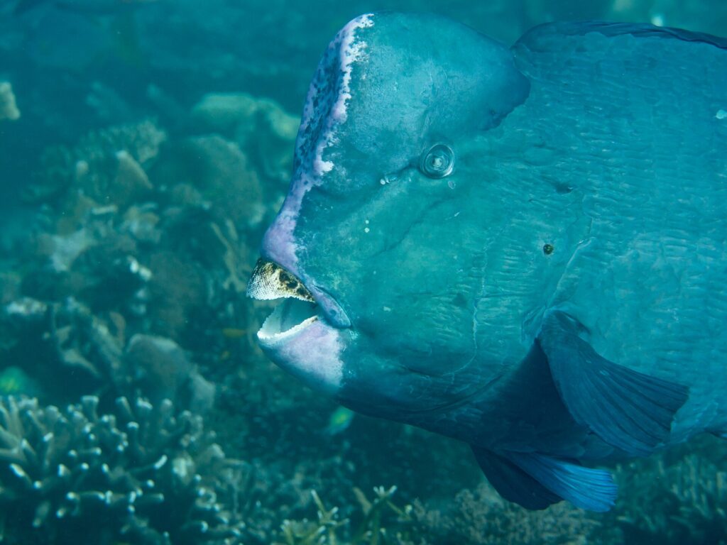 Close-up of the head of an adult bumphead parrotfish, the forehead hump edged in pale pink and the white tooth plates exposed between the lips, in front of a reef