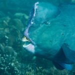 Close-up of the head of an adult bumphead parrotfish, the forehead hump edged in pale pink and the white tooth plates exposed between the lips, in front of a reef