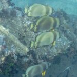 Four orbicular batfish above a plate of the Thistlegorm covered in soft corals