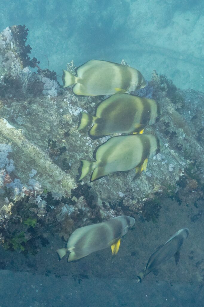 Four orbicular batfish above a plate of the Thistlegorm covered in soft corals