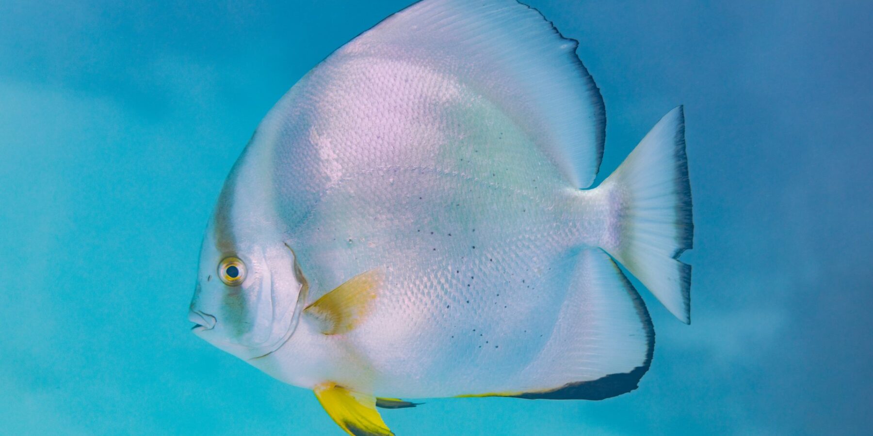 An orbicular batfish in profile, its silver disk-shaped body and yellow pelvic fins, in open blue water