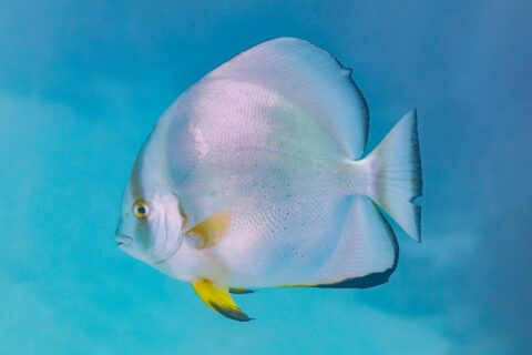 An orbicular batfish in profile, its silver disk-shaped body and yellow pelvic fins, in open blue water