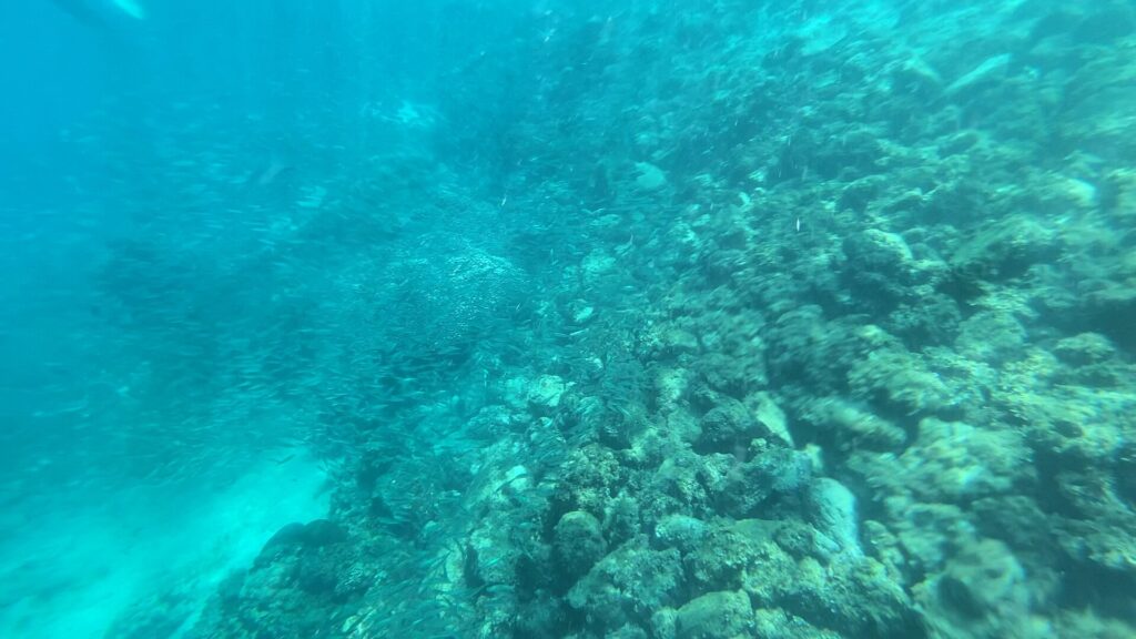 A sloping bottom of rocks and corals in slightly hazy turquoise water, followed by a loose school of small silver fish, with a strip of sand at bottom left.