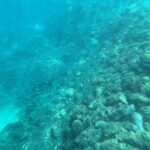 A sloping bottom of rocks and corals in slightly hazy turquoise water, followed by a loose school of small silver fish, with a strip of sand at bottom left.